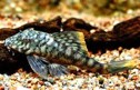 Pleco orange tail L-106 — 5